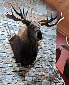 trophy moose mounted on stone fireplace